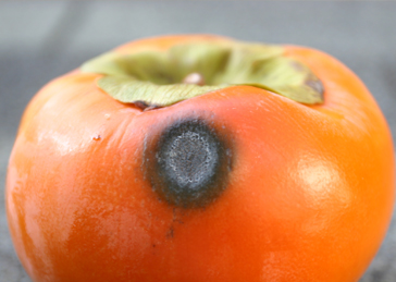 Persimmon_Disease_01